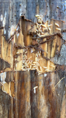 Reticulitermes flavipes