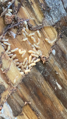 Reticulitermes flavipes