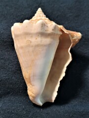 Lobatus peruvianus