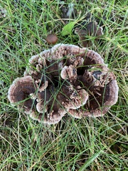 Hydnellum concrescens