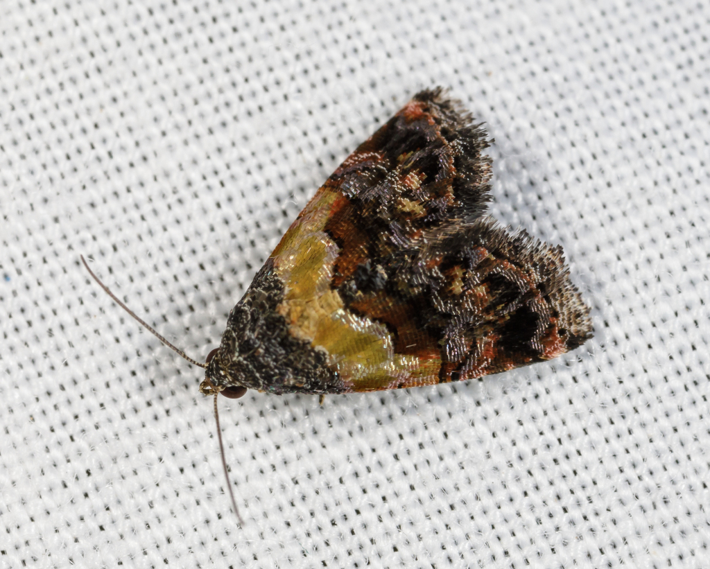Orange-banded Tripudia Moth