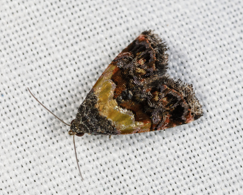 Orange-banded Tripudia Moth