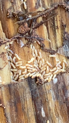 Reticulitermes flavipes