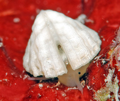 Emarginula concinna