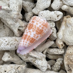 Conus tessulatus