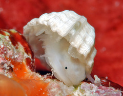 Emarginula concinna