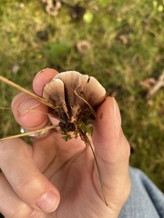 Hydnellum concrescens