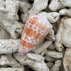 Conus tessulatus