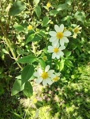 Montanoa leucantha