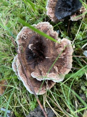 Hydnellum concrescens