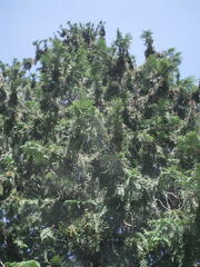 Chamaecyparis pisifera