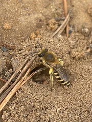 Colletes hederae