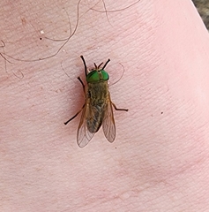 Tabanus nigrovittatus