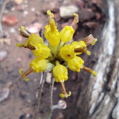 Hymenopappus filifolius lugens