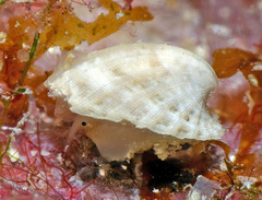 Emarginula concinna