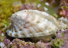 Emarginula concinna