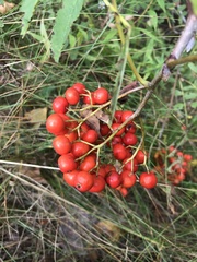 Sorbus decora