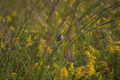 Cistothorus stellaris