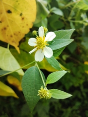 Montanoa leucantha