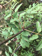Sorbus decora