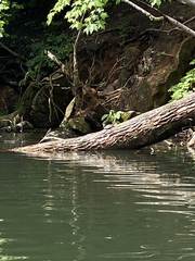 Pseudemys concinna concinna