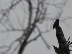 Bradornis fuliginosus