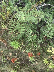 Sorbus decora