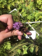 Vernonia fasciculata