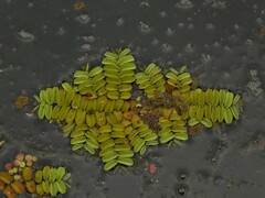 Salvinia natans