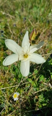 Sparaxis grandiflora