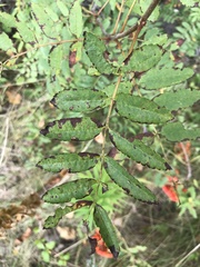 Sorbus decora