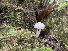 Cuphophyllus virgineus