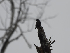 Bradornis fuliginosus