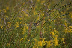 Cistothorus stellaris