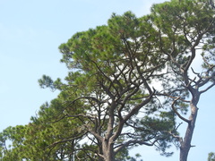 Pinus elliottii