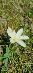 Sparaxis grandiflora