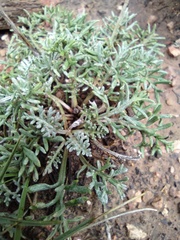 Hymenopappus filifolius lugens