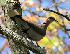 Streptopelia semitorquata