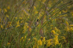 Cistothorus stellaris