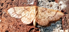 Idaea demissaria