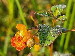 Impatiens capensis