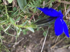 Gentiana bavarica bavarica