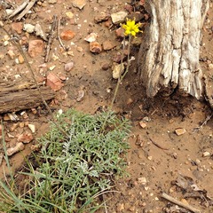 Hymenopappus filifolius lugens