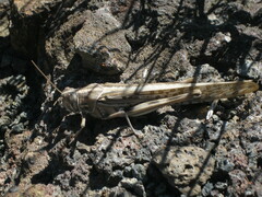 Schistocerca gregaria