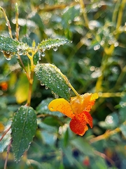 Impatiens capensis