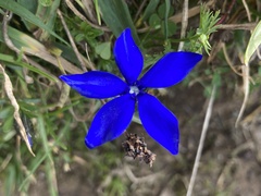 Gentiana bavarica bavarica