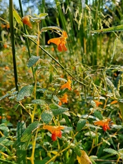 Impatiens capensis