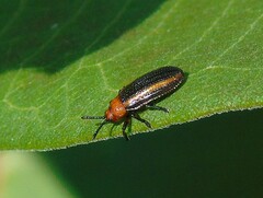 Microrhopala vittata
