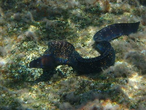 Murina žutošarka (Muraena helena)