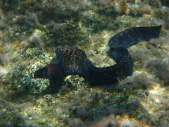 Muraena helena